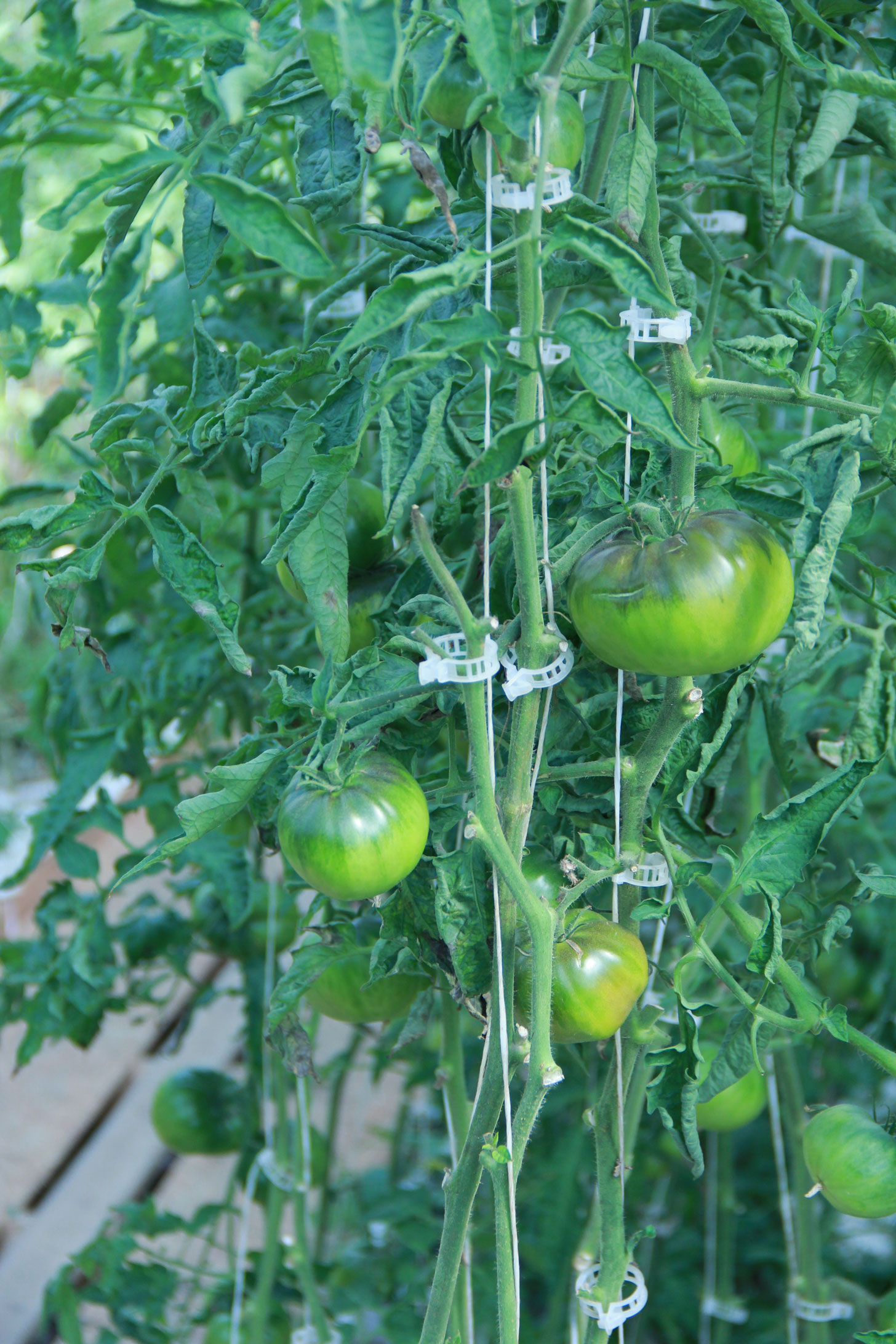 tomatoesGBEfarms2